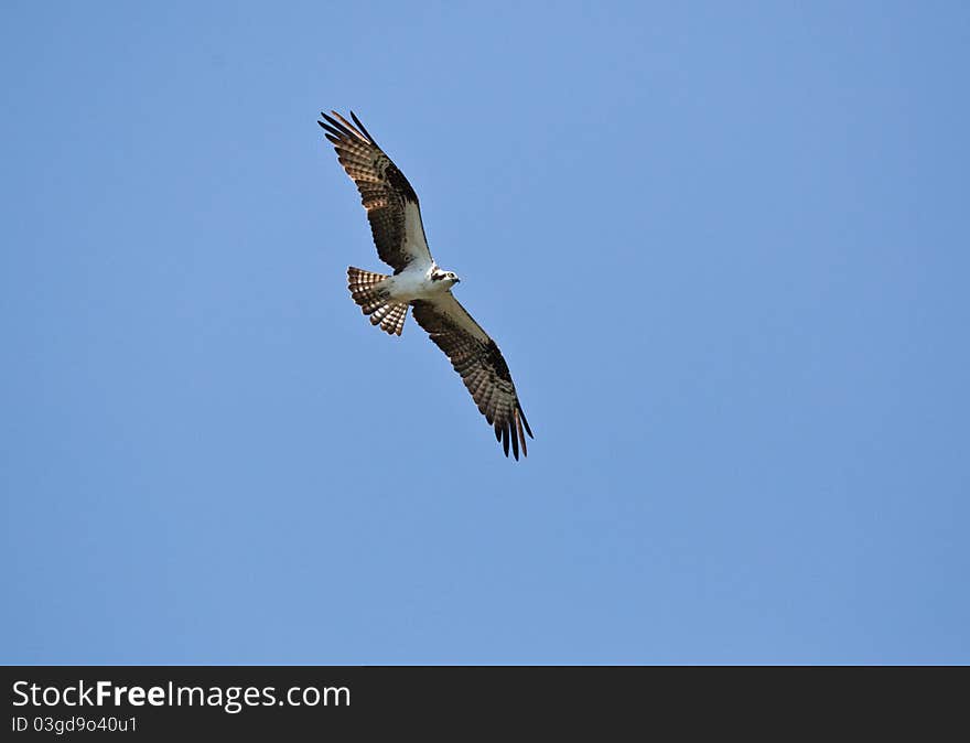 Osprey flying through the sky