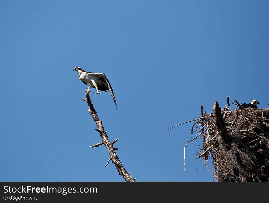 Osprey in and around the nest