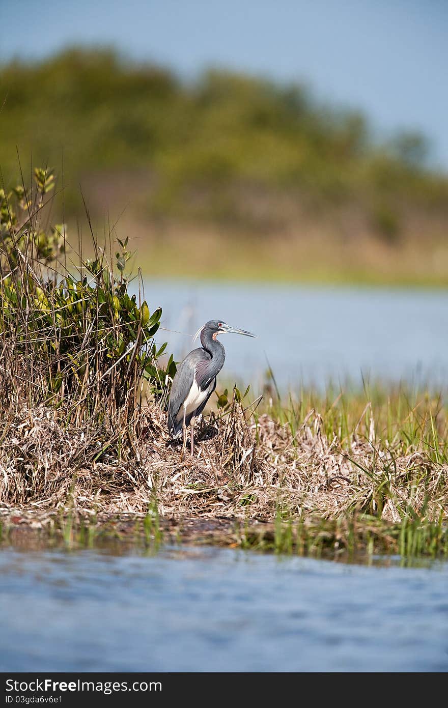 Tri-Colored Heron