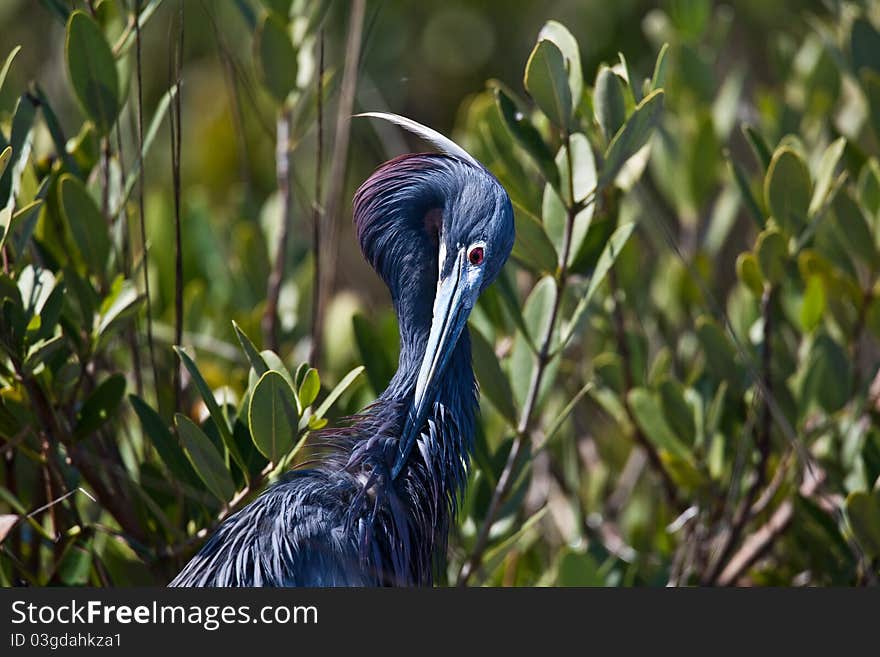 Tri-Colored Heron