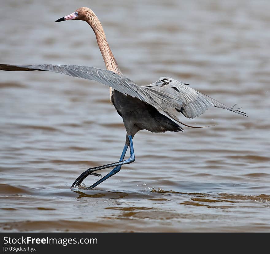 Tri-Colored Heron