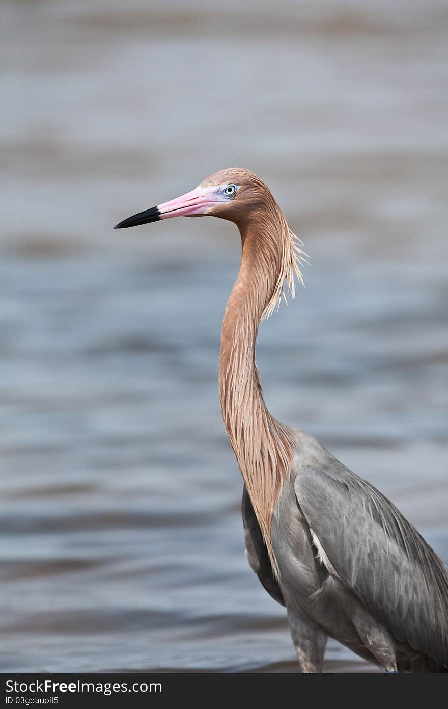 Tri-Colored Heron