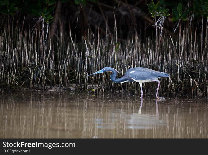 Tri-Colored Heron