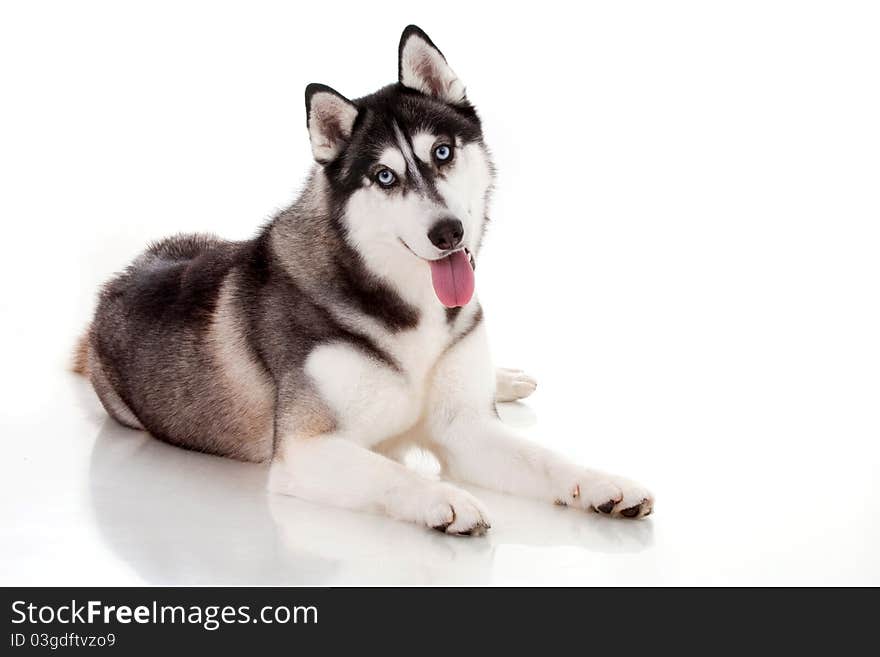 Siberian husky  on white. Siberian husky  on white