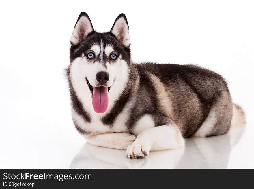 Siberian husky isolated on white. Siberian husky isolated on white