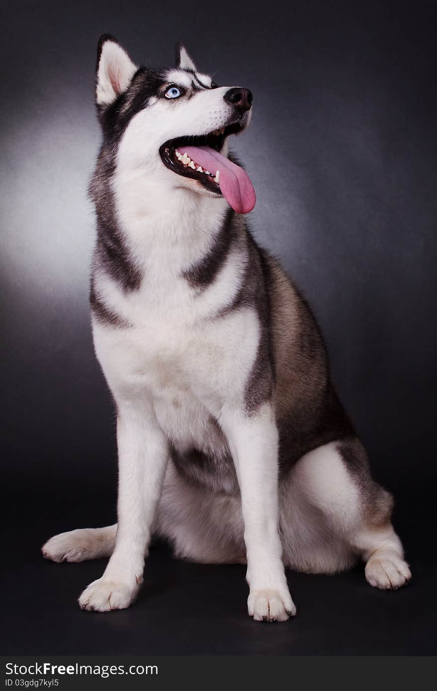 Siberian husky isolated on white. Siberian husky isolated on white