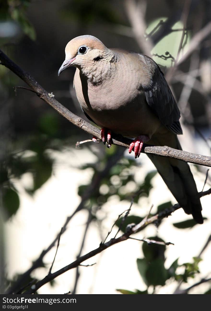 Morning Dove Sitting on a branch in the bright sun