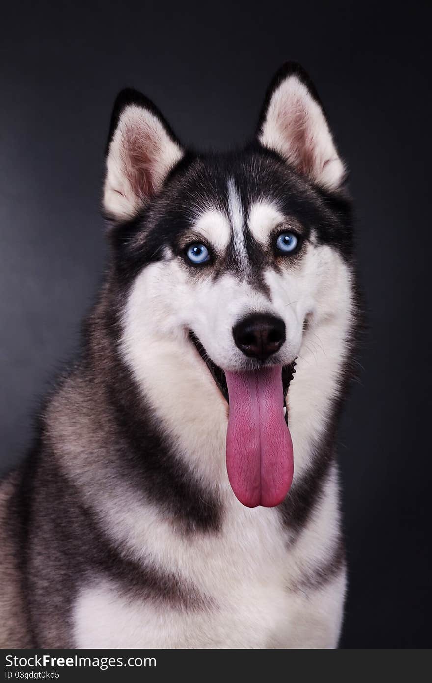 Siberian husky isolated on white. Siberian husky isolated on white