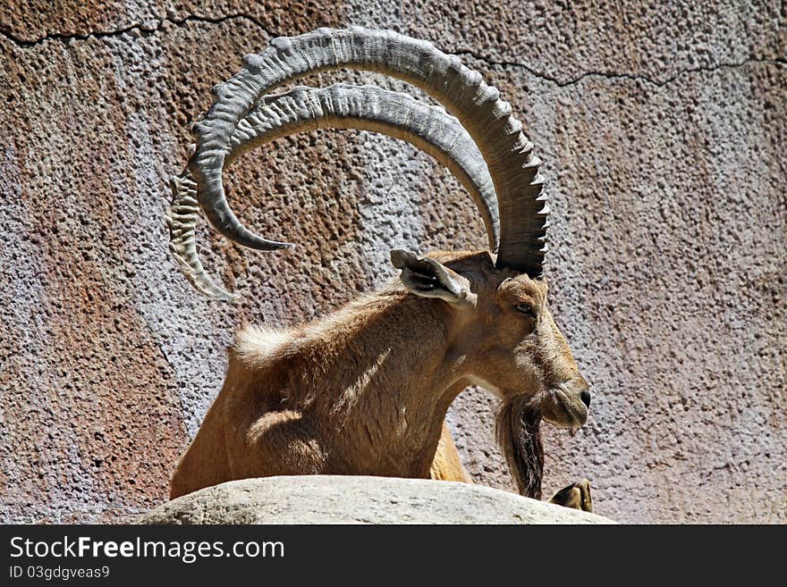 Detail of Ibex Mountain Goat In Profile. Detail of Ibex Mountain Goat In Profile