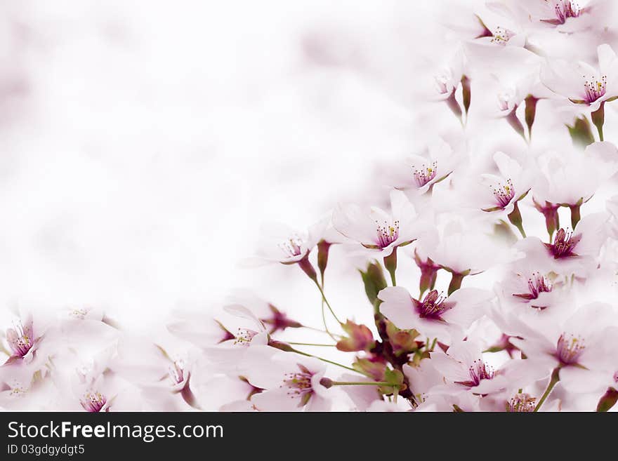 Pretty spring fruit tree blossoms with space for your copy