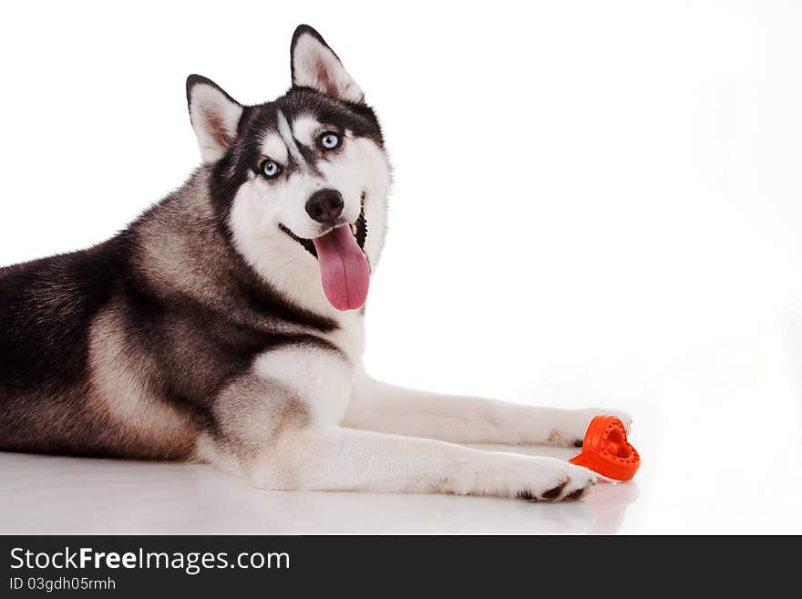 Siberian husky isolated on white. Siberian husky isolated on white