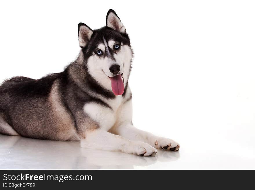 Siberian husky isolated on white. Siberian husky isolated on white