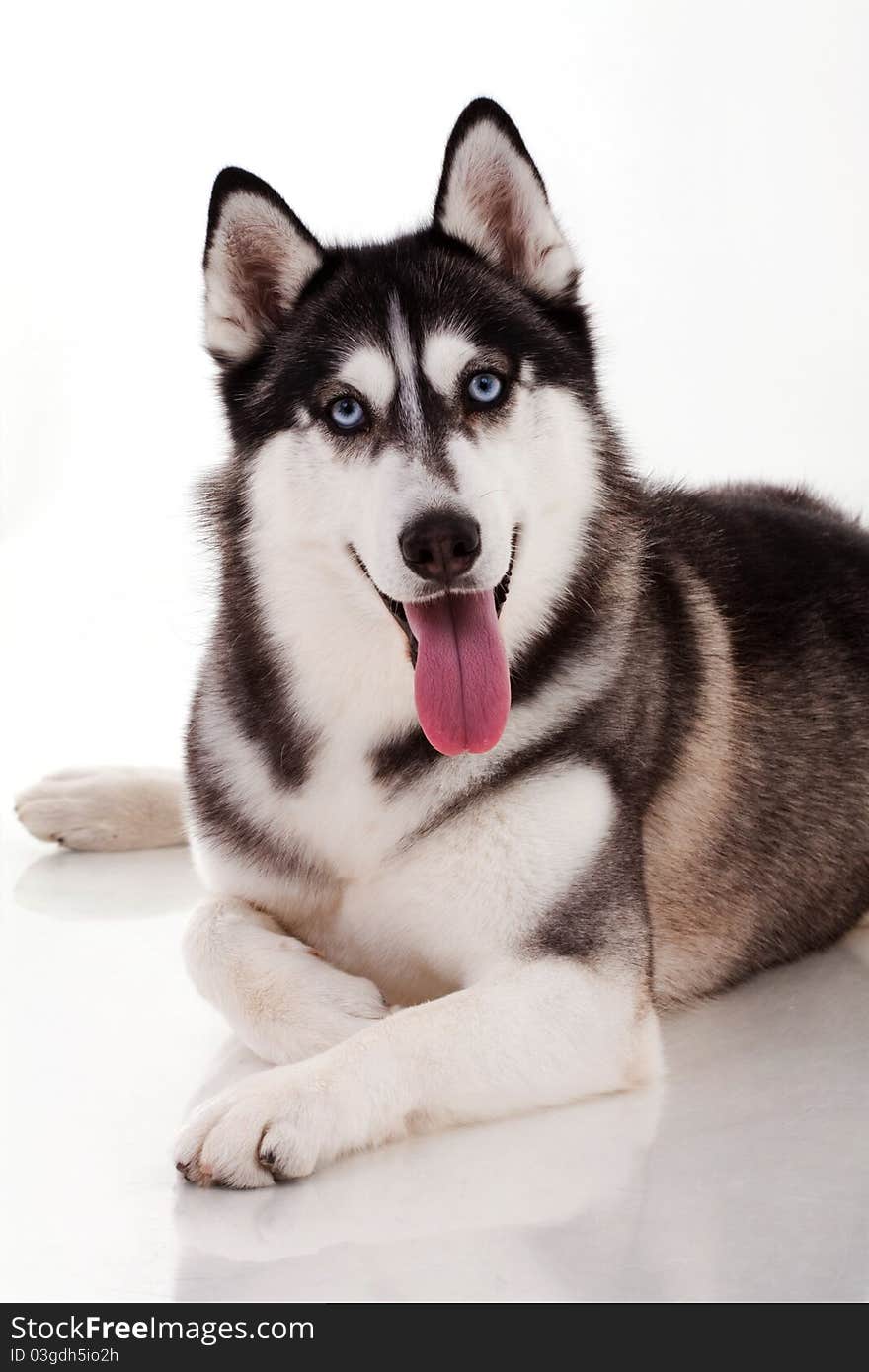 Siberian husky isolated on white. Siberian husky isolated on white