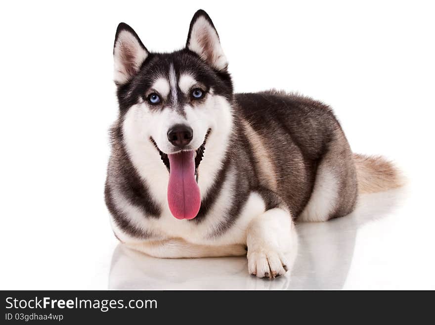 Siberian husky isolated on white. Siberian husky isolated on white