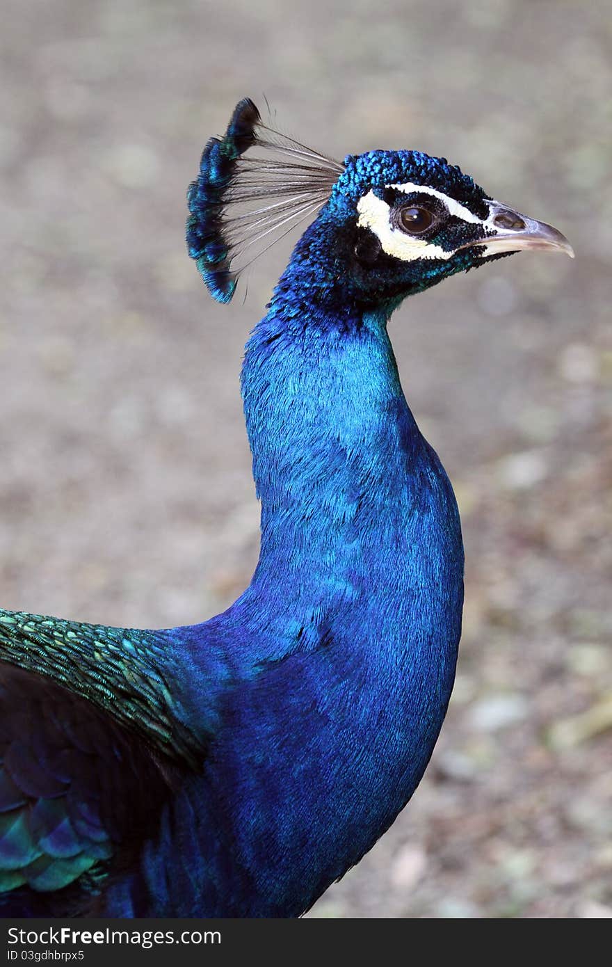 Close Up Profile Portrait OF Peacock Head And Neck