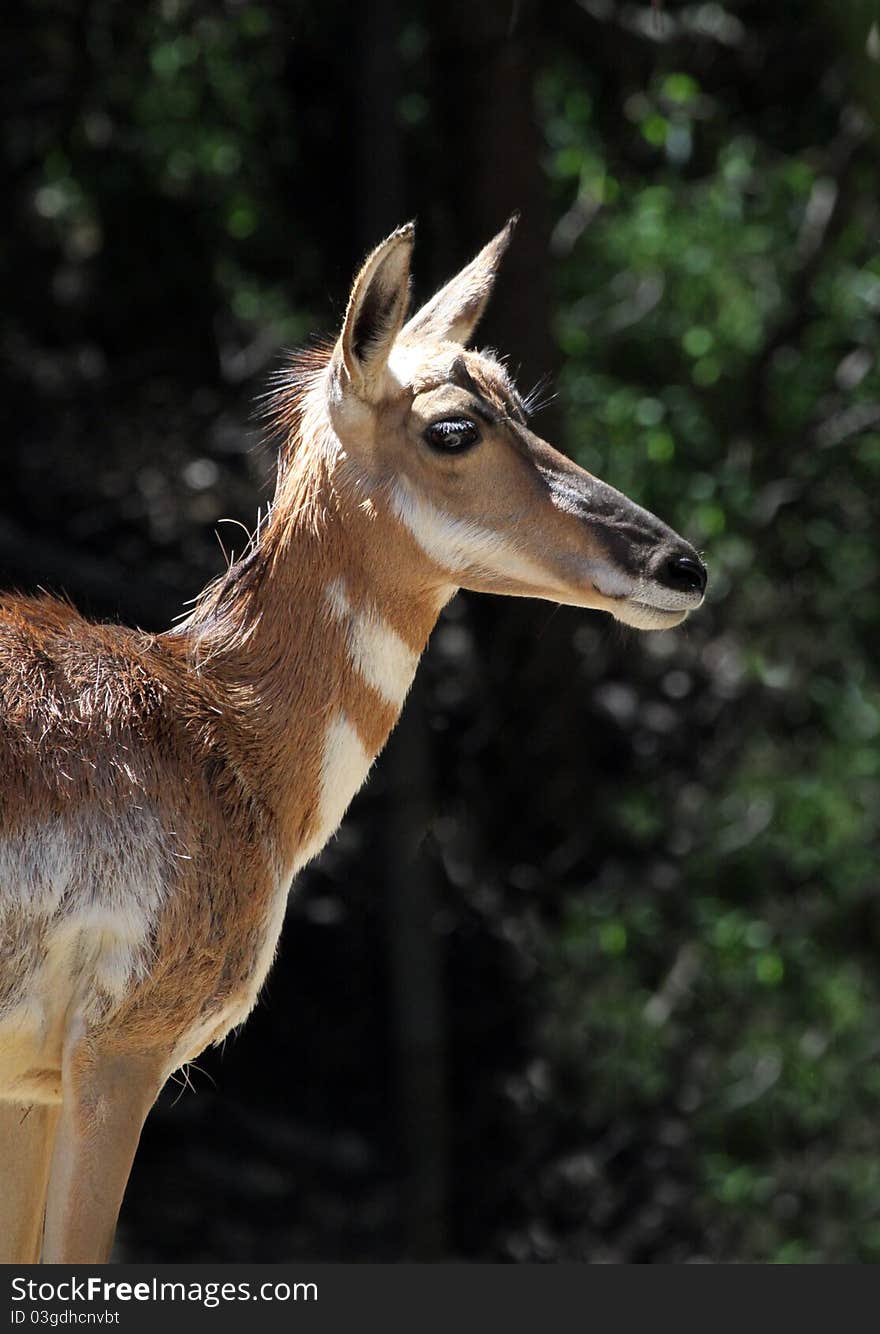 Profile Portrait Of Female Pronghorn Antelope