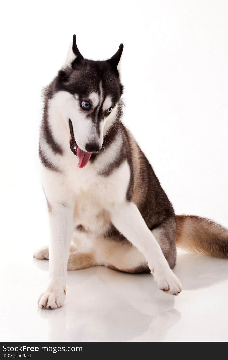 Siberian husky isolated on white. Siberian husky isolated on white