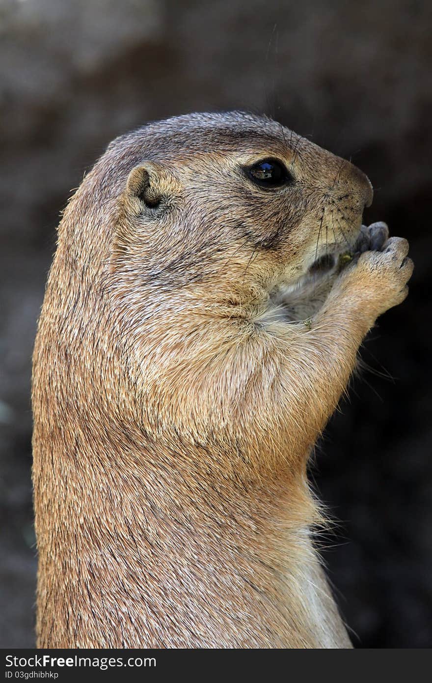 Close Up Profile of Prairie Dog Feeding