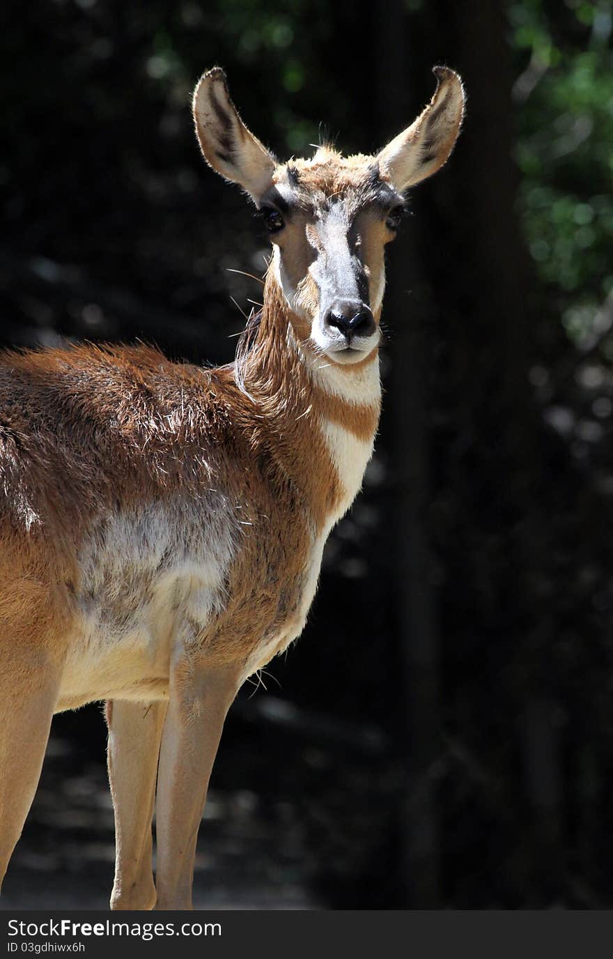 Portrait Of Female Pronghorn Antelope