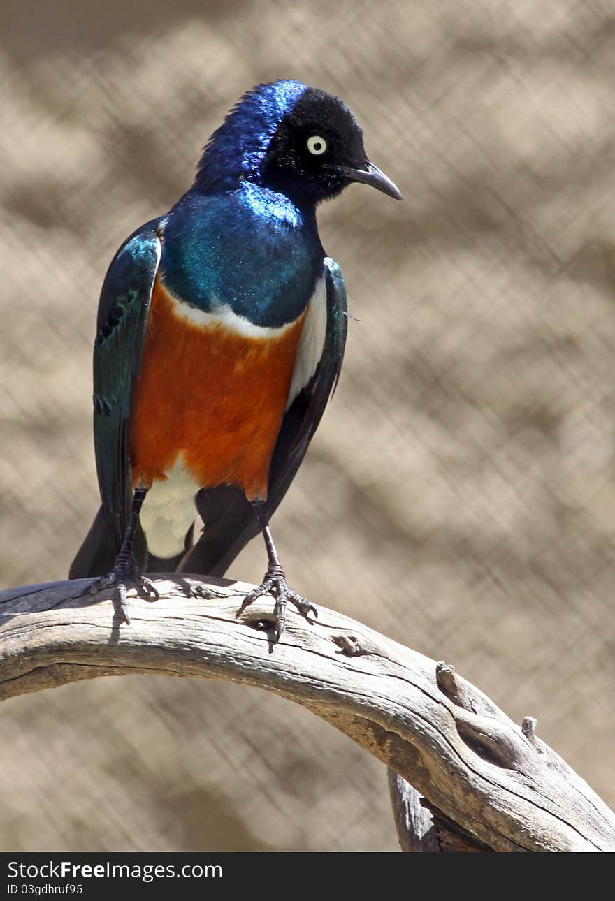 Colorful Blue, White, Black and orange Superb Starling perched on branch