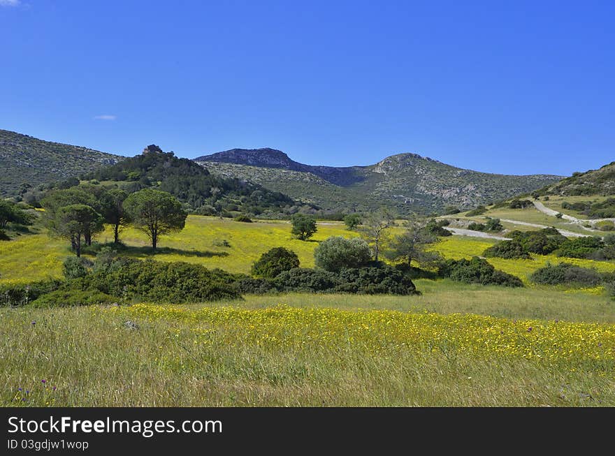 Greek Landscape In Bloom