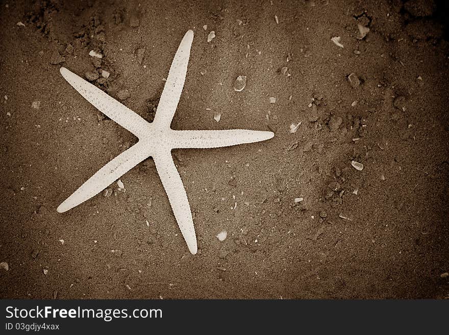 A close up of a starfish. A close up of a starfish