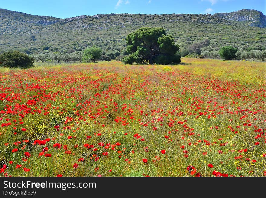 Field of poopies and big tree. Field of poopies and big tree