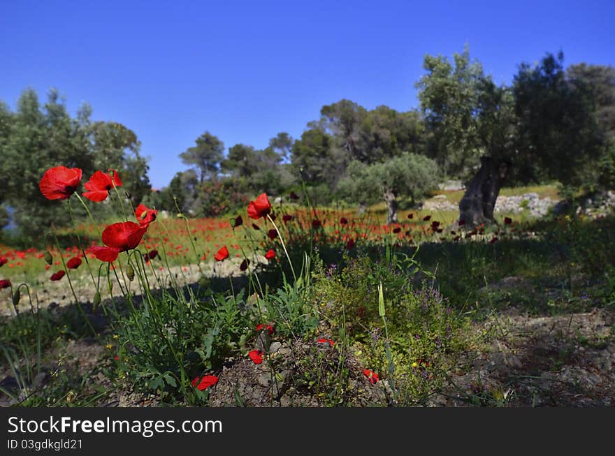 Poppies in olive grove