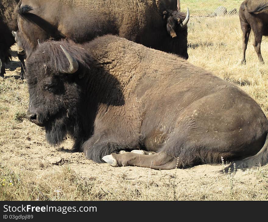 Resting bison