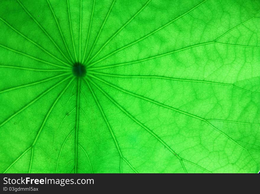 Veins of the water pennywort