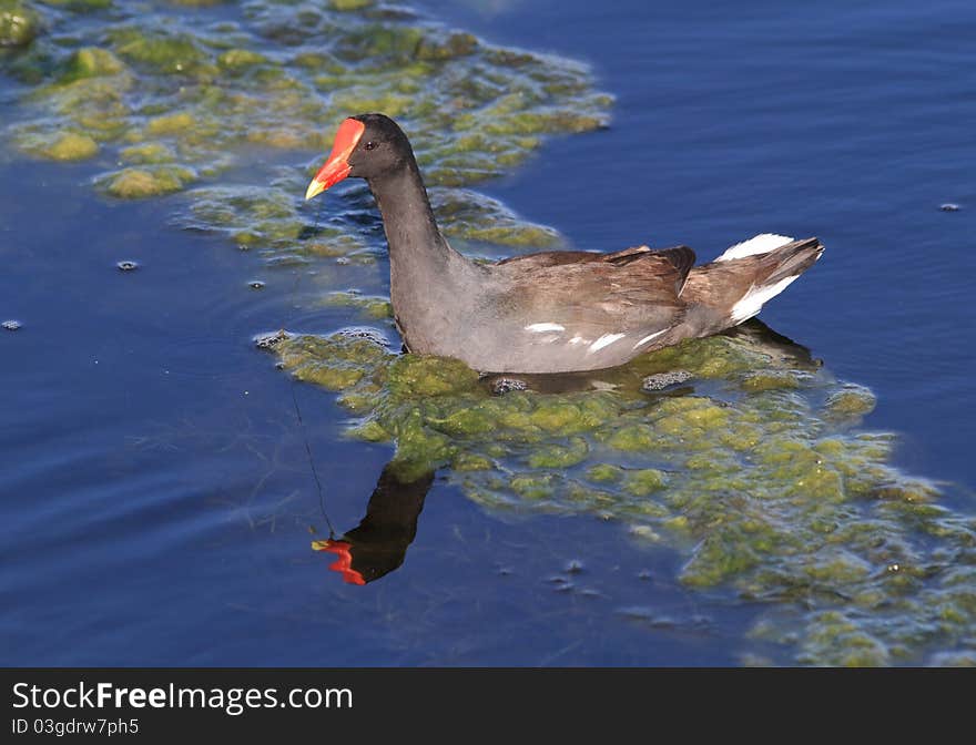 A Telephoto shot of a Common Moorhen peacefully floating n the blue waters of the Florida Everglades. A Telephoto shot of a Common Moorhen peacefully floating n the blue waters of the Florida Everglades.