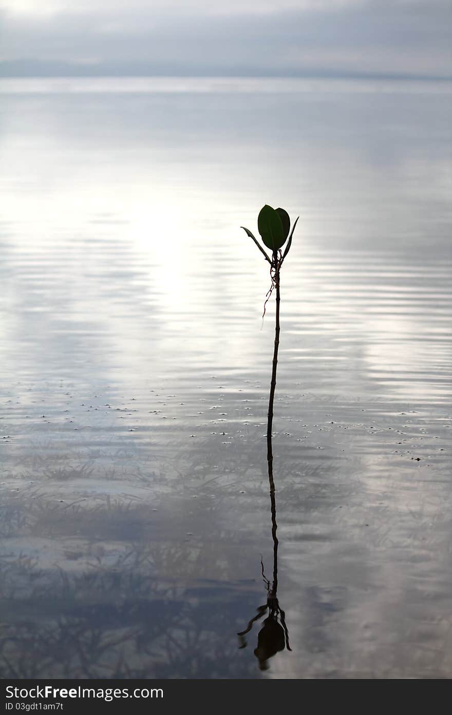 Lonely Plant