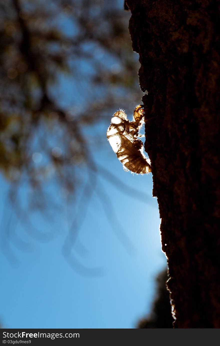 Cicadas shell with blue blue sky.
Transparent shell just like cicadas is taking x-ray. 
Good for advertisement of selling clothes or real estate. Cicadas shell with blue blue sky.
Transparent shell just like cicadas is taking x-ray. 
Good for advertisement of selling clothes or real estate.