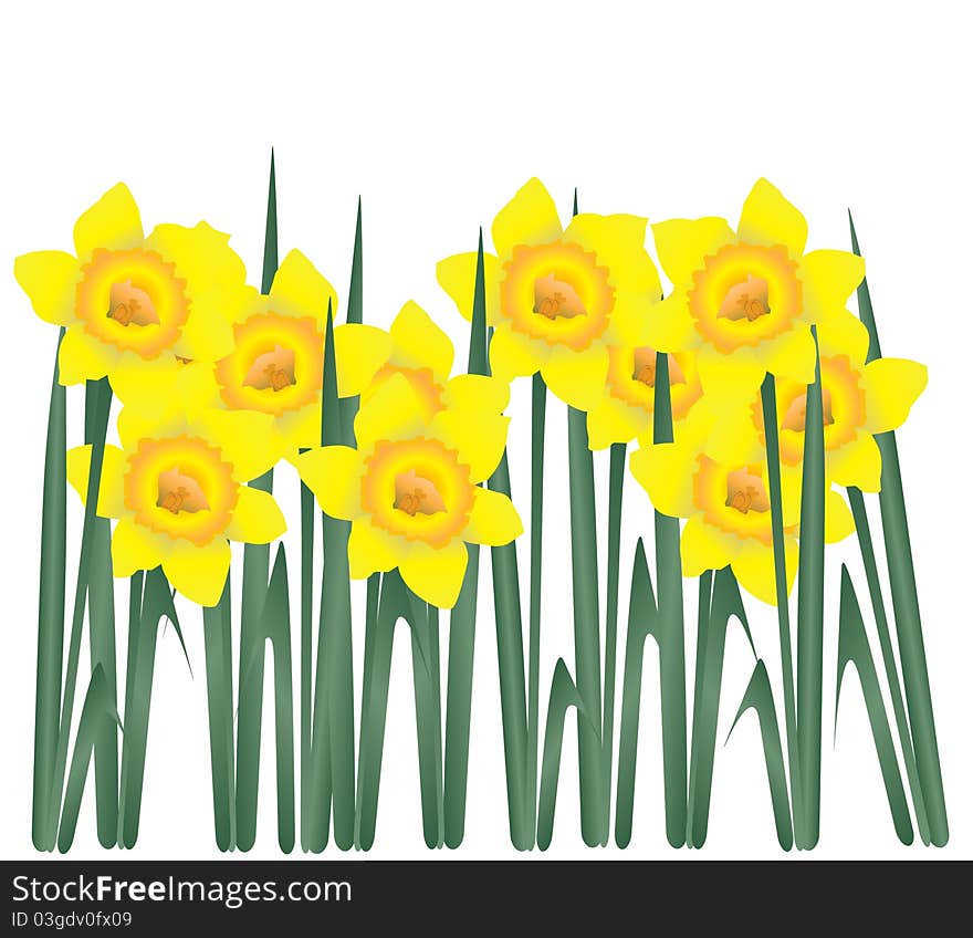 Illustration of daffodils isolated on white