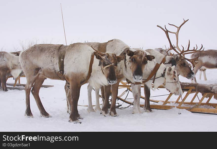 Herd of deer in the north tundra