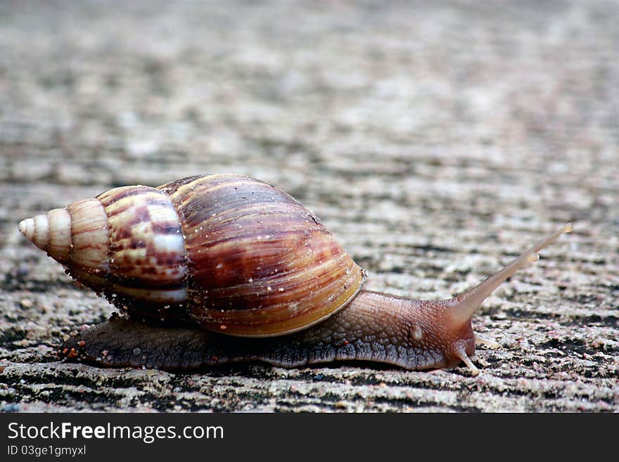 Snails