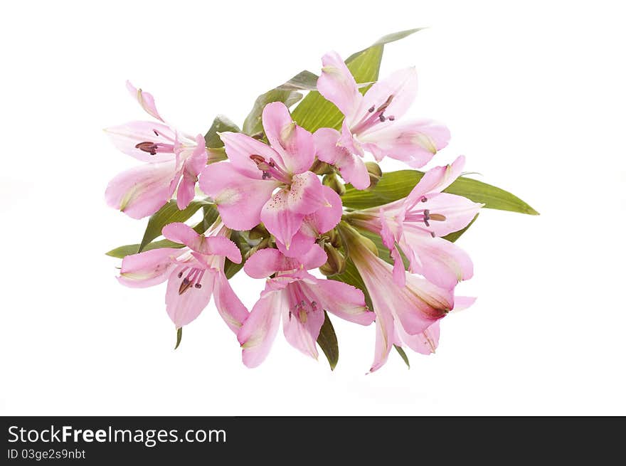 Bouquet of pretty pink roses.