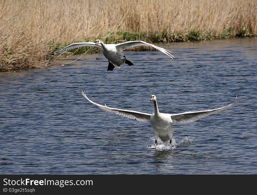 Mute swans