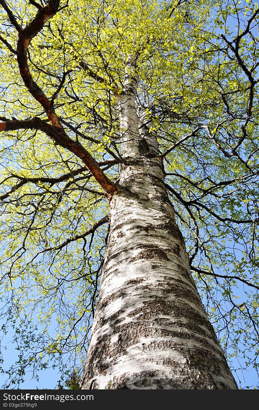 The canopy of a birch tree in spring seen from underneath. The canopy of a birch tree in spring seen from underneath