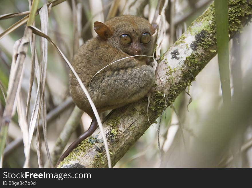 Philippine tarsier (Tarsius syrichta) on a branch. Philippine tarsier (Tarsius syrichta) on a branch.