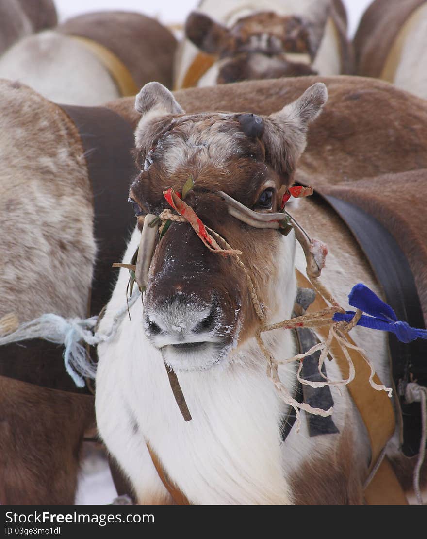 Deer in the north tundra