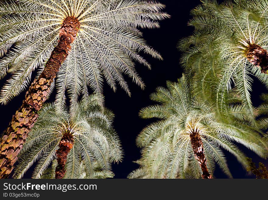 Tropical Palm Trees at Night