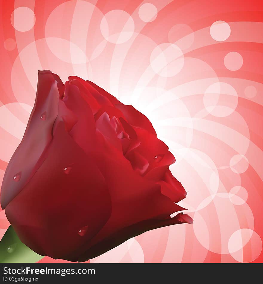 Red rose with realistic petals and water droplets on red circular background. Red rose with realistic petals and water droplets on red circular background