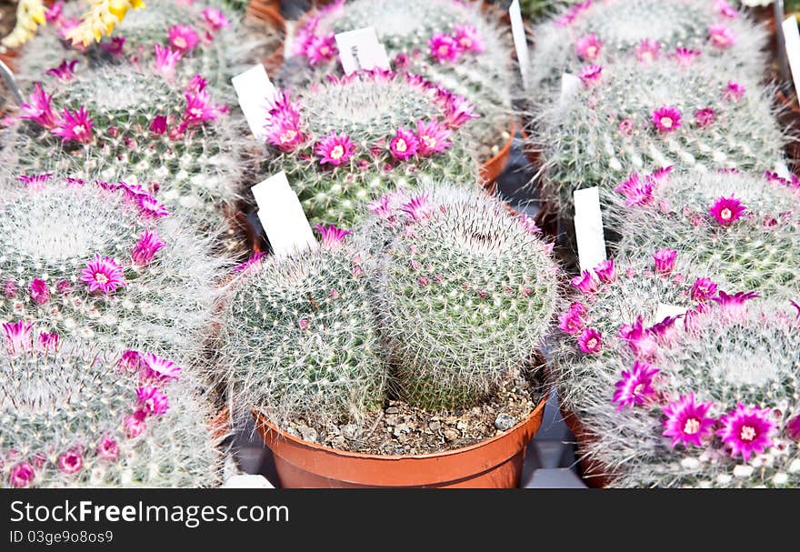 Small cactus plants in a market during a sunny day