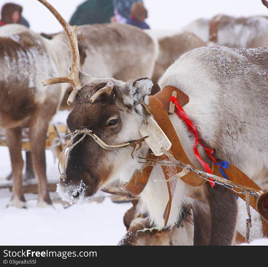 Deer in the north tundra