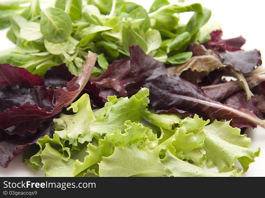 Different lettuce leaves