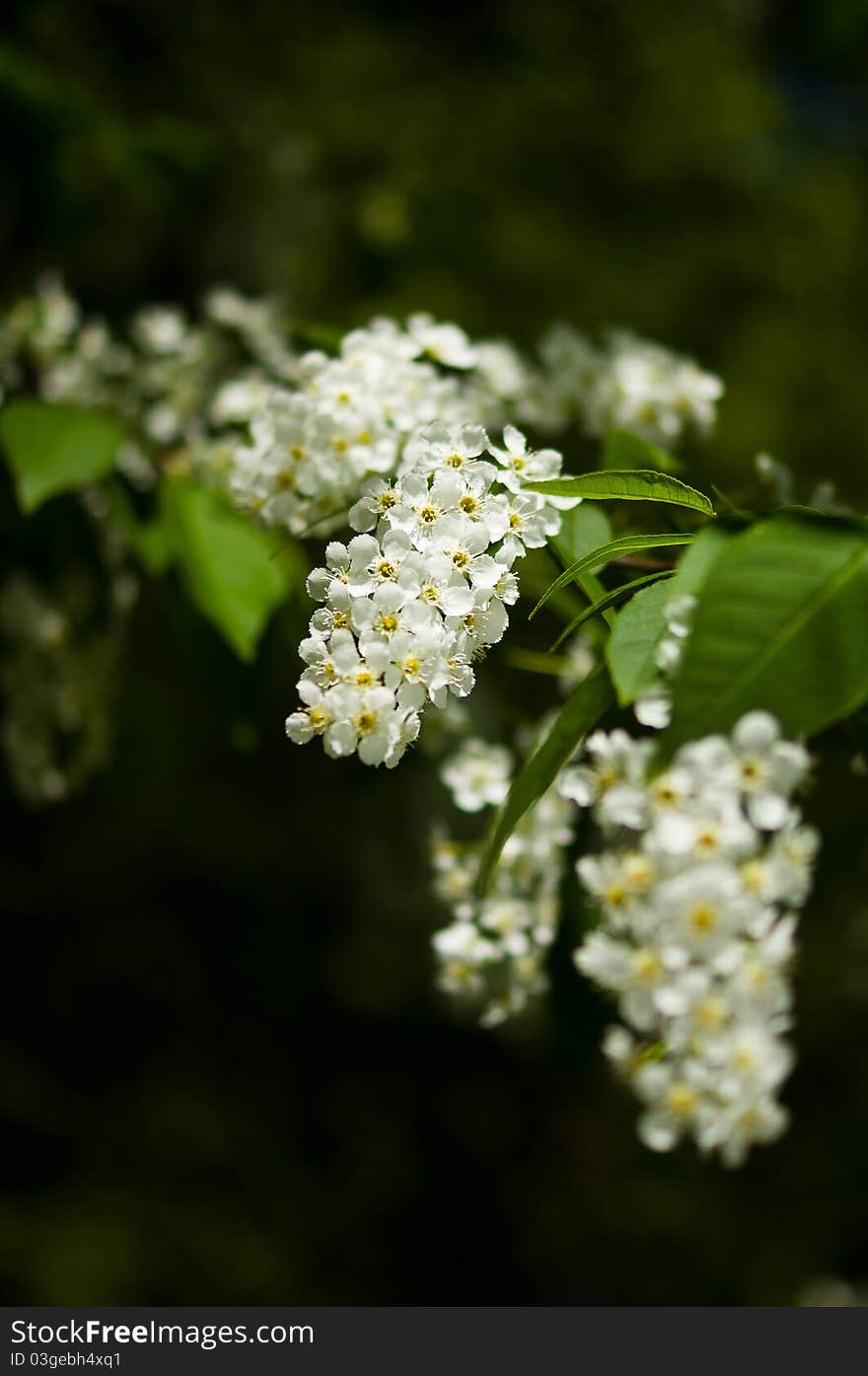 Blossom Bird Cherry Trees In Park.