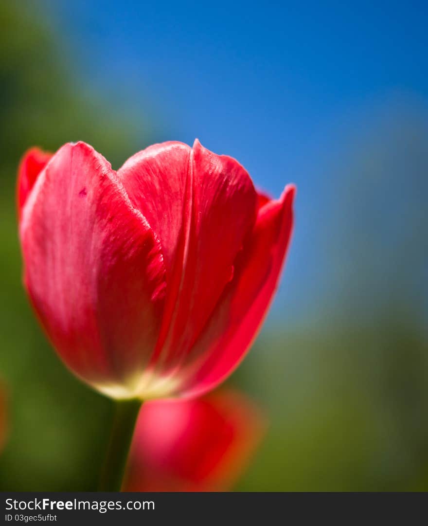 Blossom colorful tulips in park. Spring sunny day.