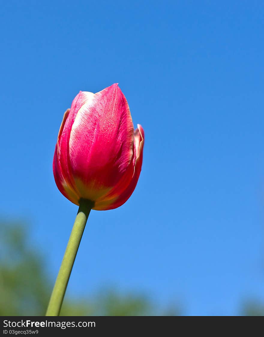 Blossom colorful tulips in park