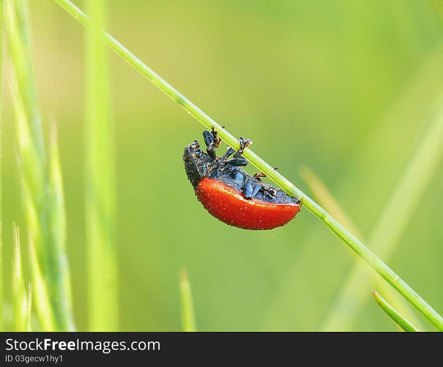 Red beetle in the dew on the meadow waiting for the sun.